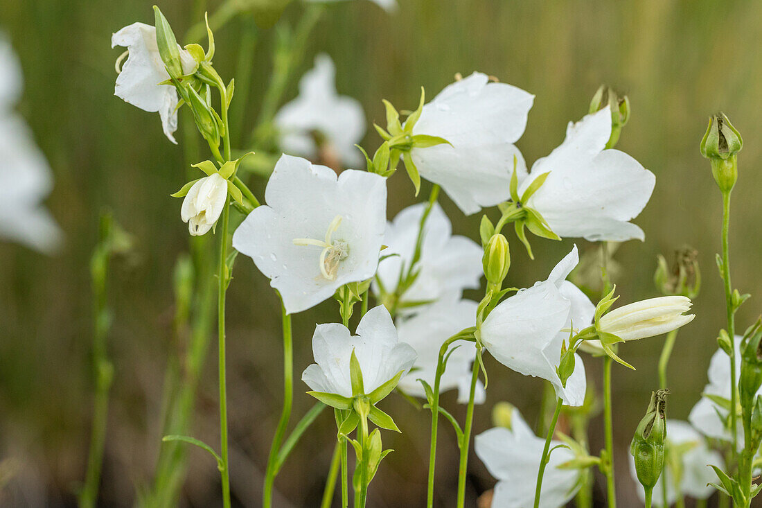 Campanula persicifolia 'Grandiflora Alba'