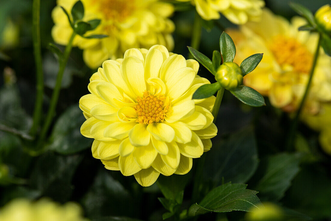 Dahlia cultivars Dalina® Mini ''Paulo''