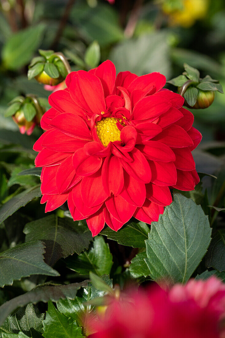 Dahlia cultivars Dalina® Mini ''Santos''