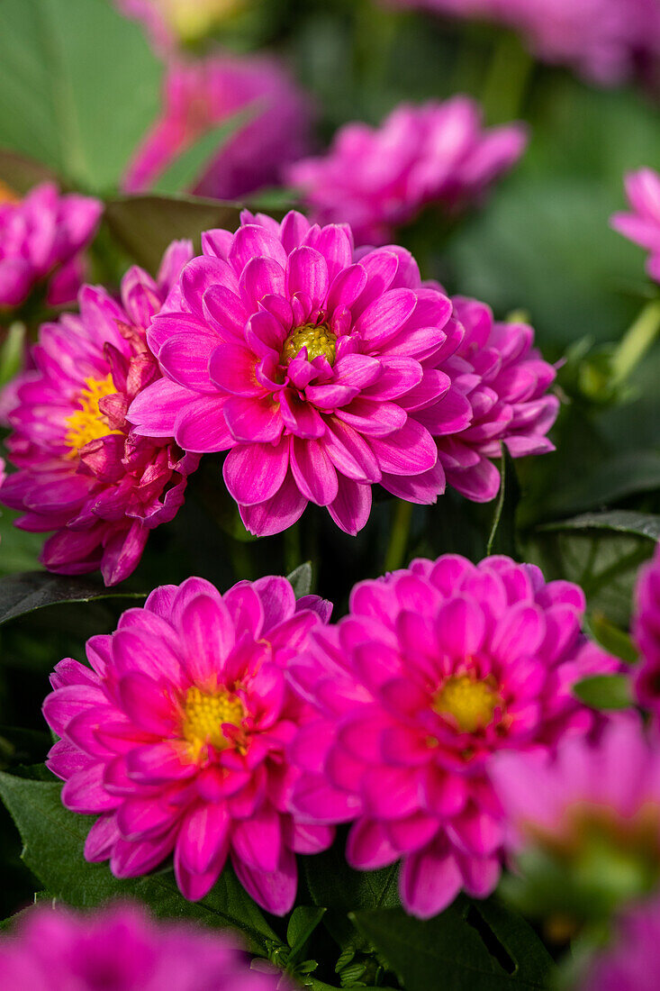 Dahlia cultivars Dalina® Mini ''Vitoria''