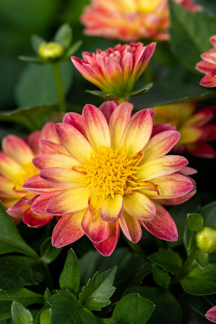 Dahlia cultivars Dalina® Mini ''Lorena''