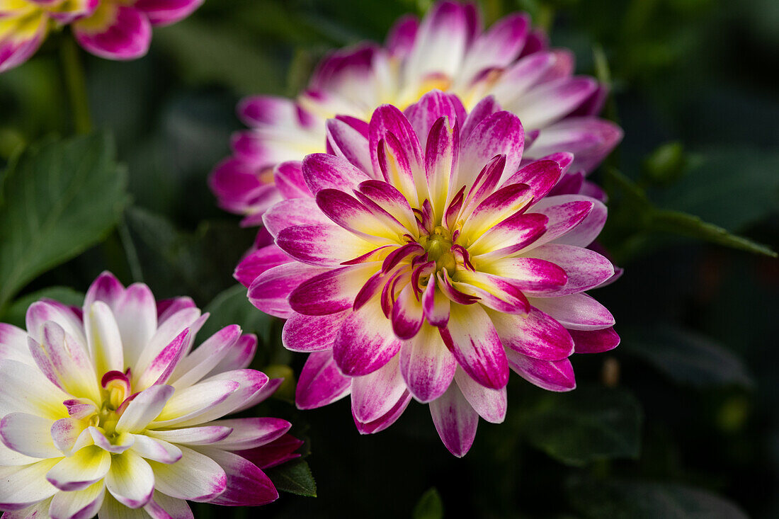 Dahlia DALAYA® Mini ''Cruzilia''