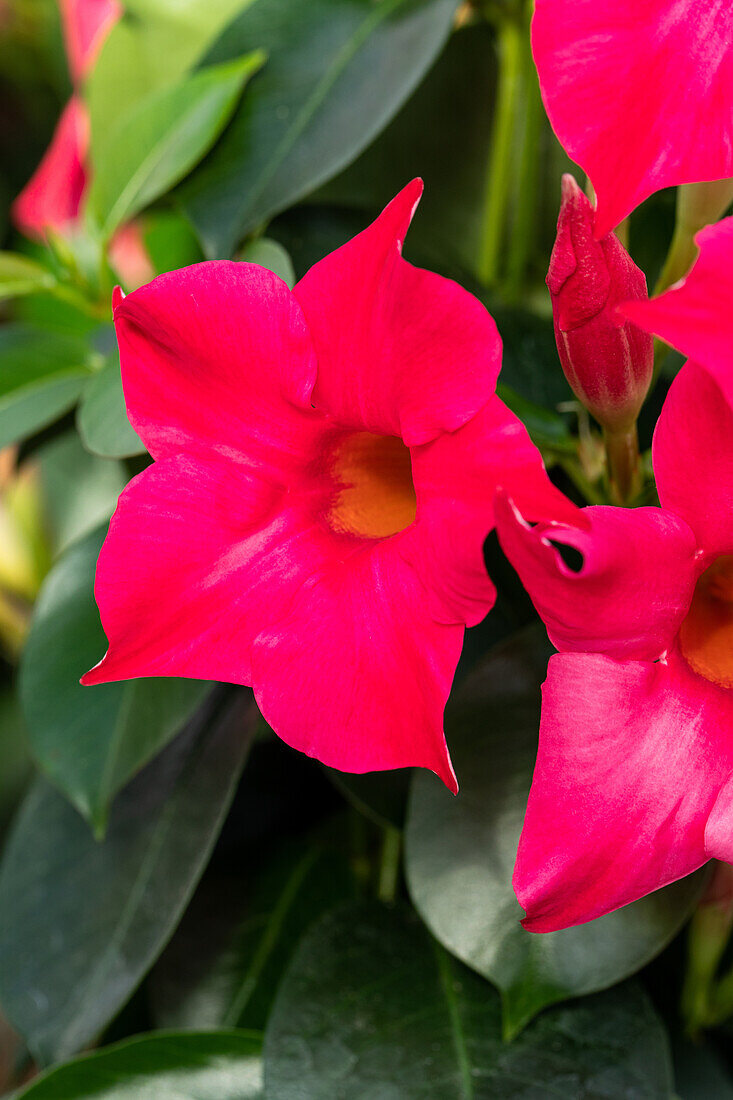 Mandevilla sanderi Sundaville® ''Pink'' (sunmandecripi)