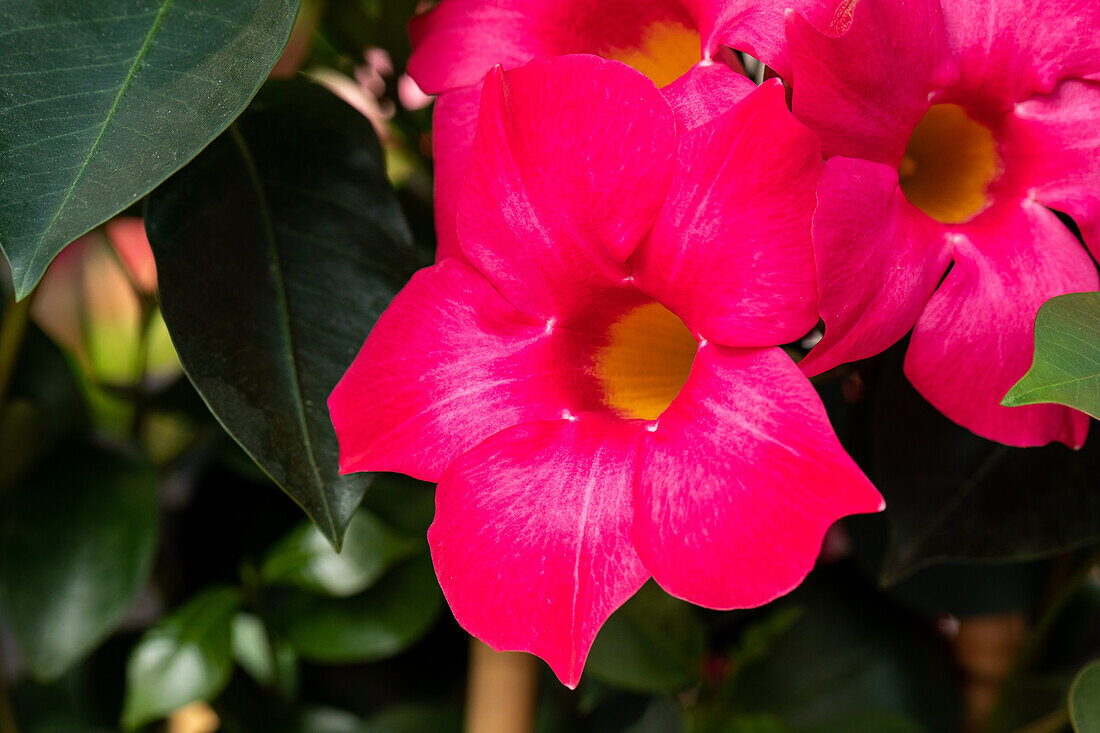 Mandevilla sanderi Dundee® Sel® ''Pink''