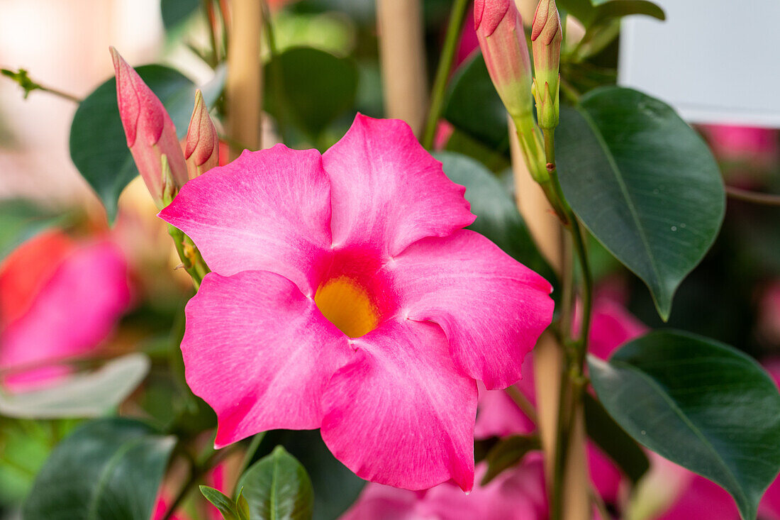 Mandevilla sanderi Magnetica Sel® ''Pink''