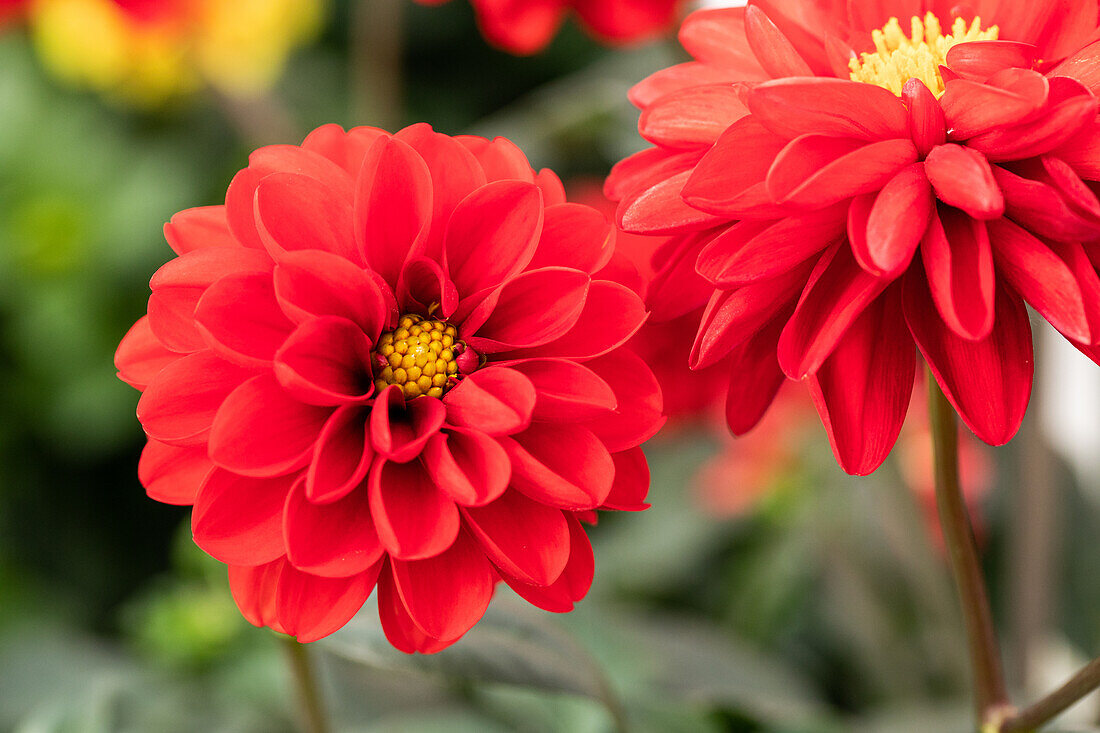 Dahlia cultivars Dalaya Sel® ''Goa''