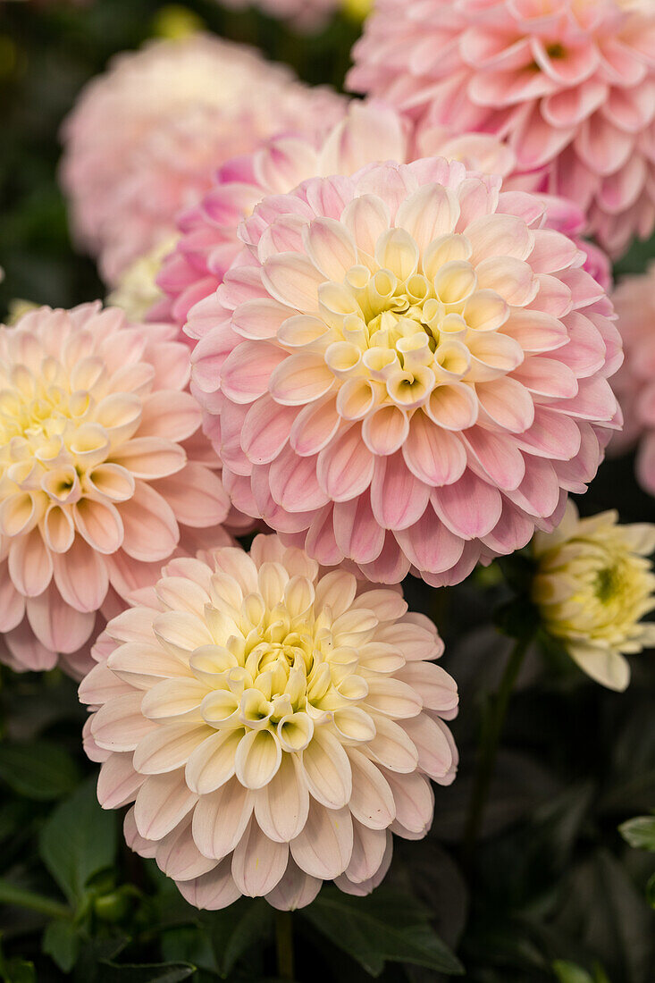 Dahlia cultivars Dalaya Sel® ''Neha''