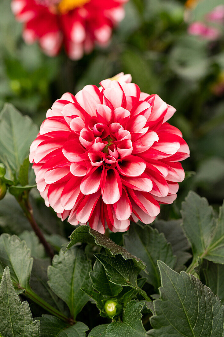 Dahlia DALAYA® Jadoo