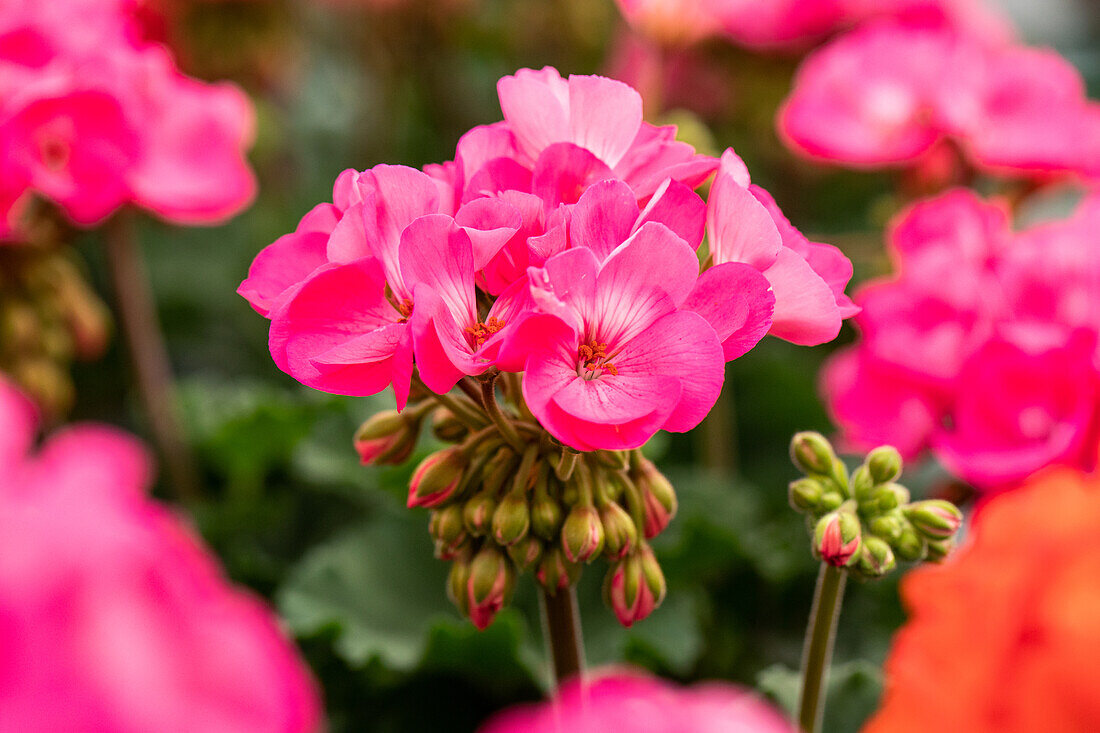 Pelargonium zonale 'Moonlight® Amelie'.