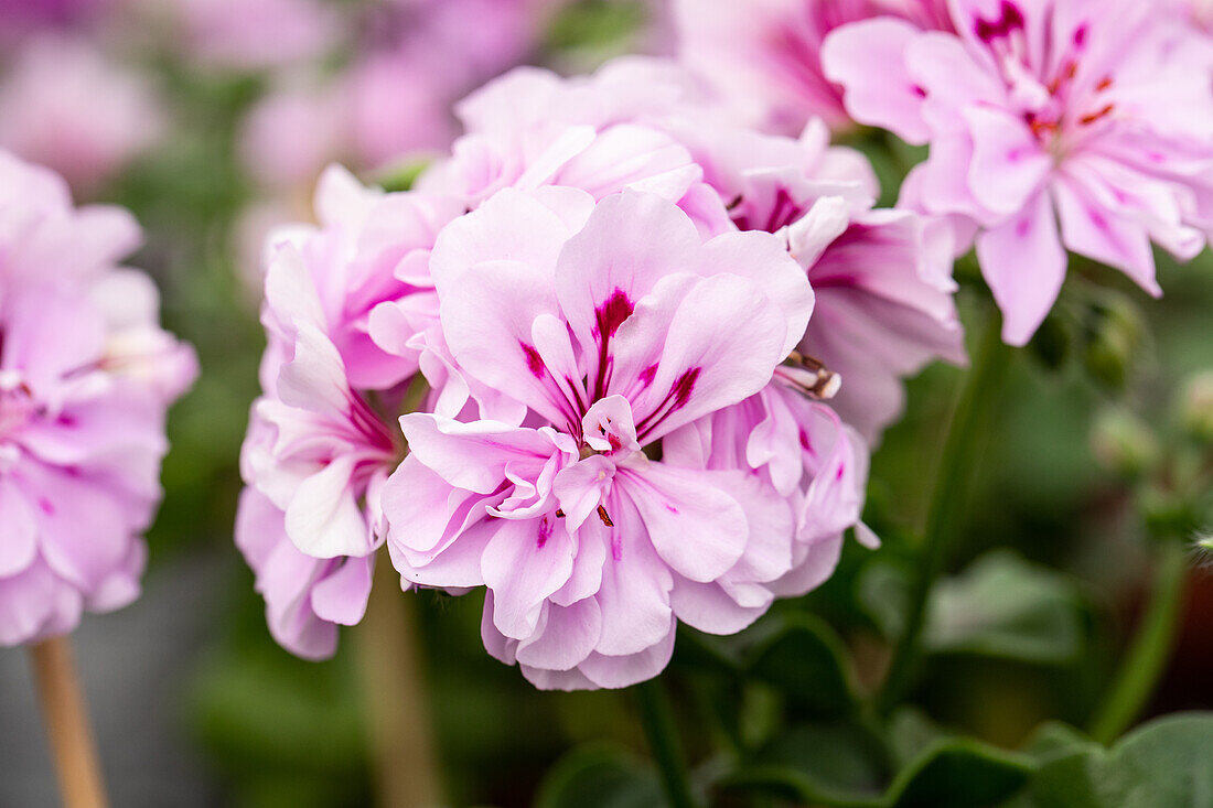 Pelargonium peltatum Royal® Sel® ''Lavender''