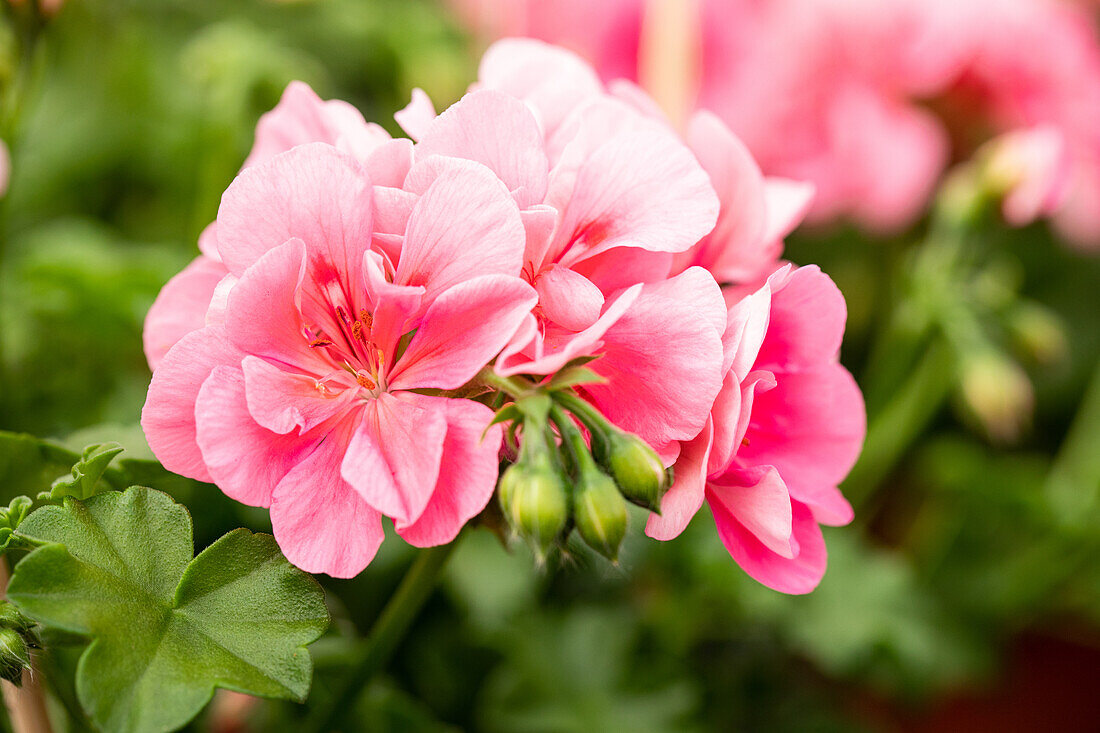 Pelargonium peltatum Royal® Salmon