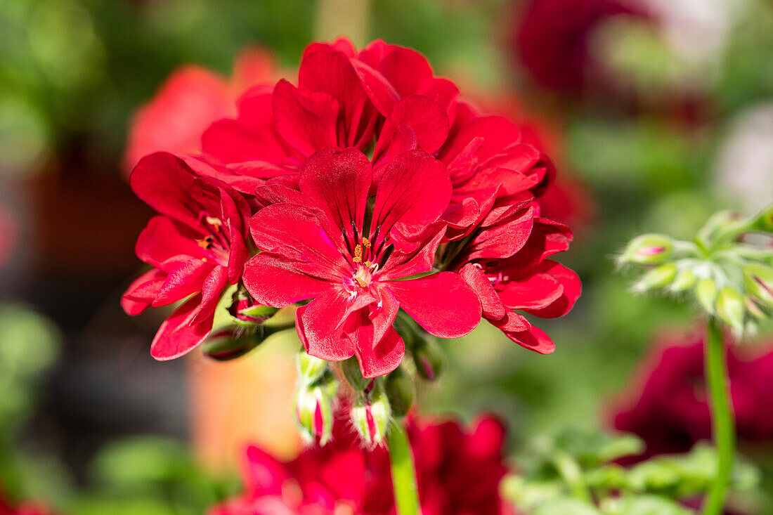 Pelargonium peltatum 'Royal® @Red'