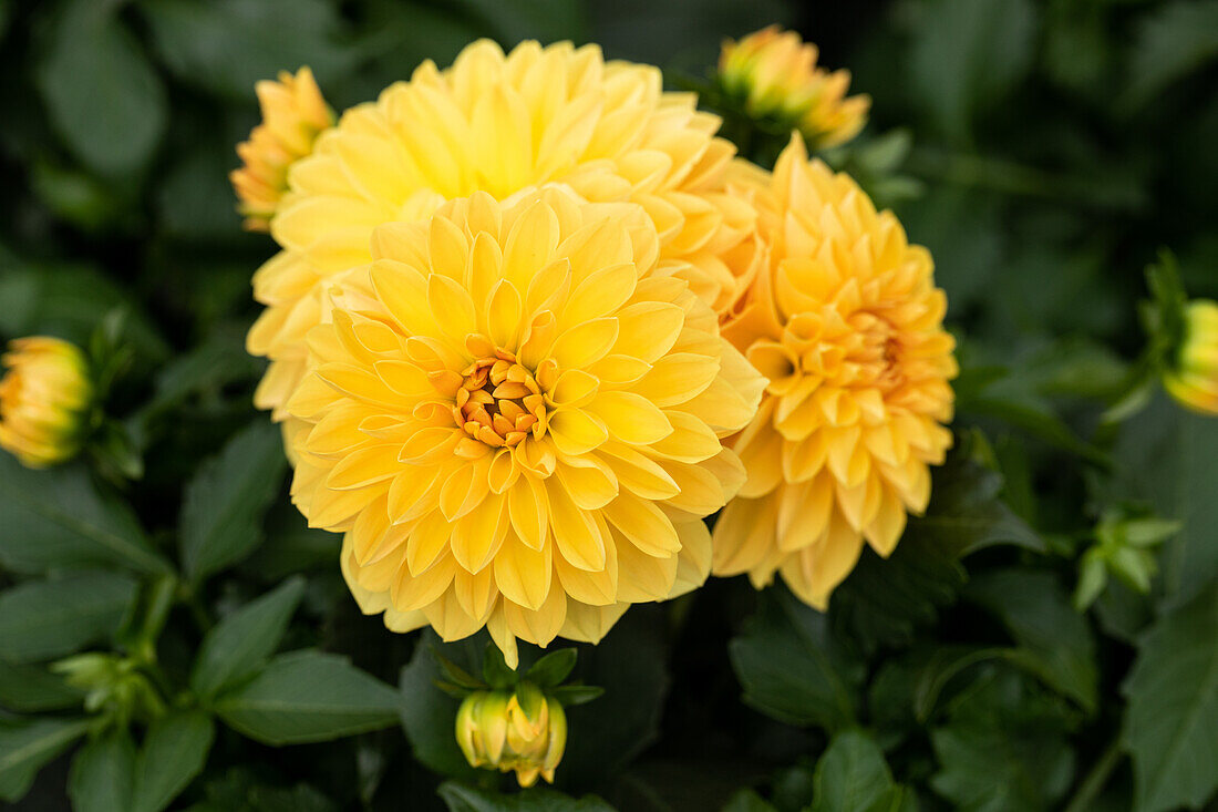 Dahlia cultivars Dalina® Maxi ''Romero''