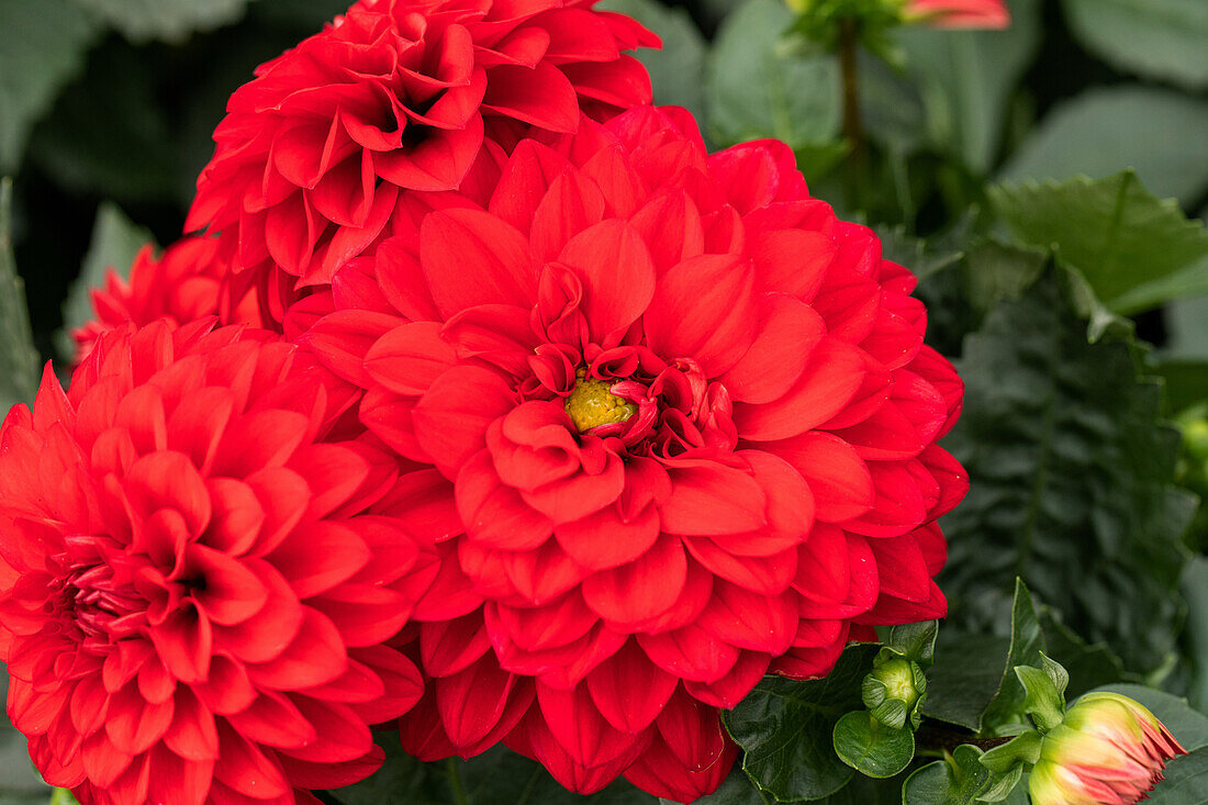 Dahlia cultivars Dalina® Maxi ''Topia''