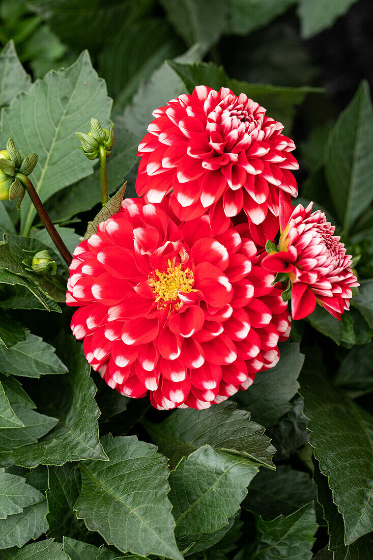 Dahlia cultivars Dalina® Maxi ''Tampico''