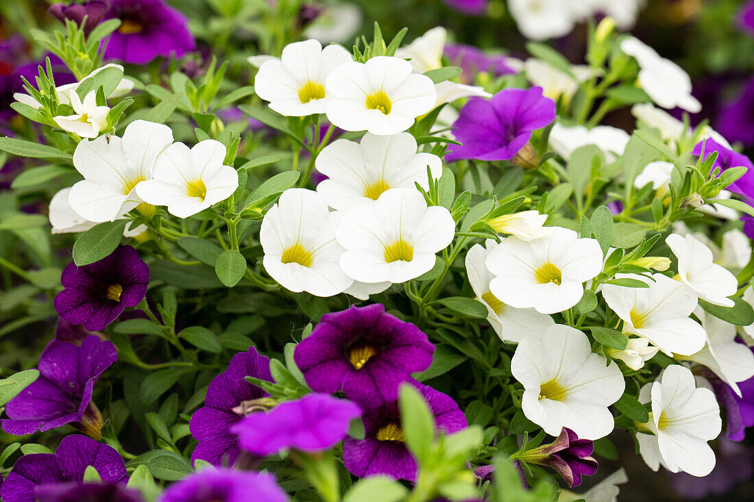 Calibrachoa Trixi® 'Early Shades of Blue'