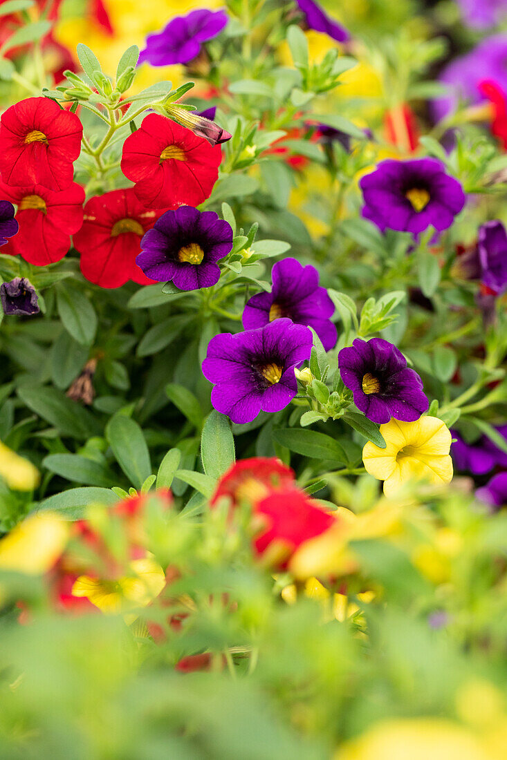 Calibrachoa Trixi® Bolero