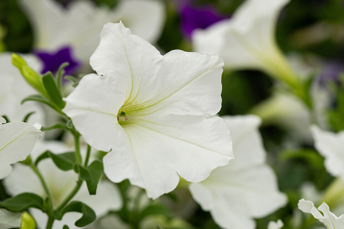 Petunia cultivars Alpetunia® Sel® ''White''