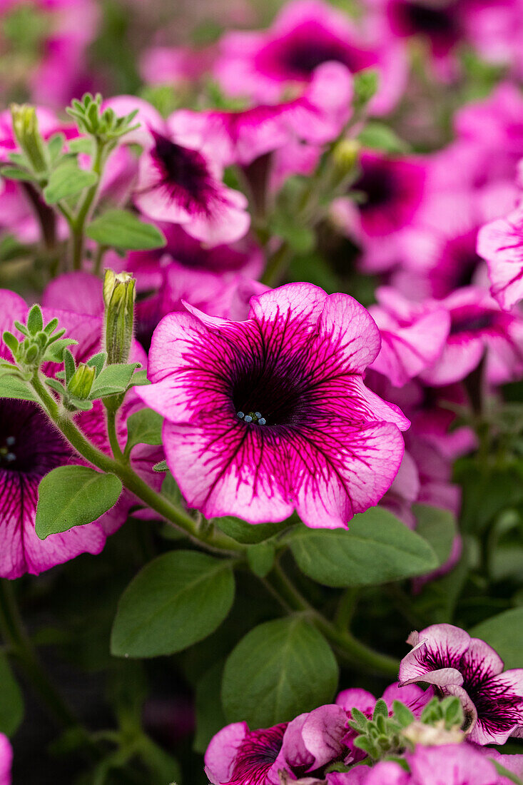 Petunia cultivars Alpetunia® Sel® ''Blueberry''