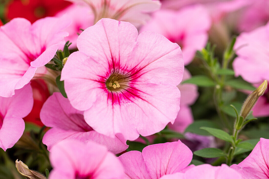 Petunia cultivars Famous Sel® ''Pink Vein''