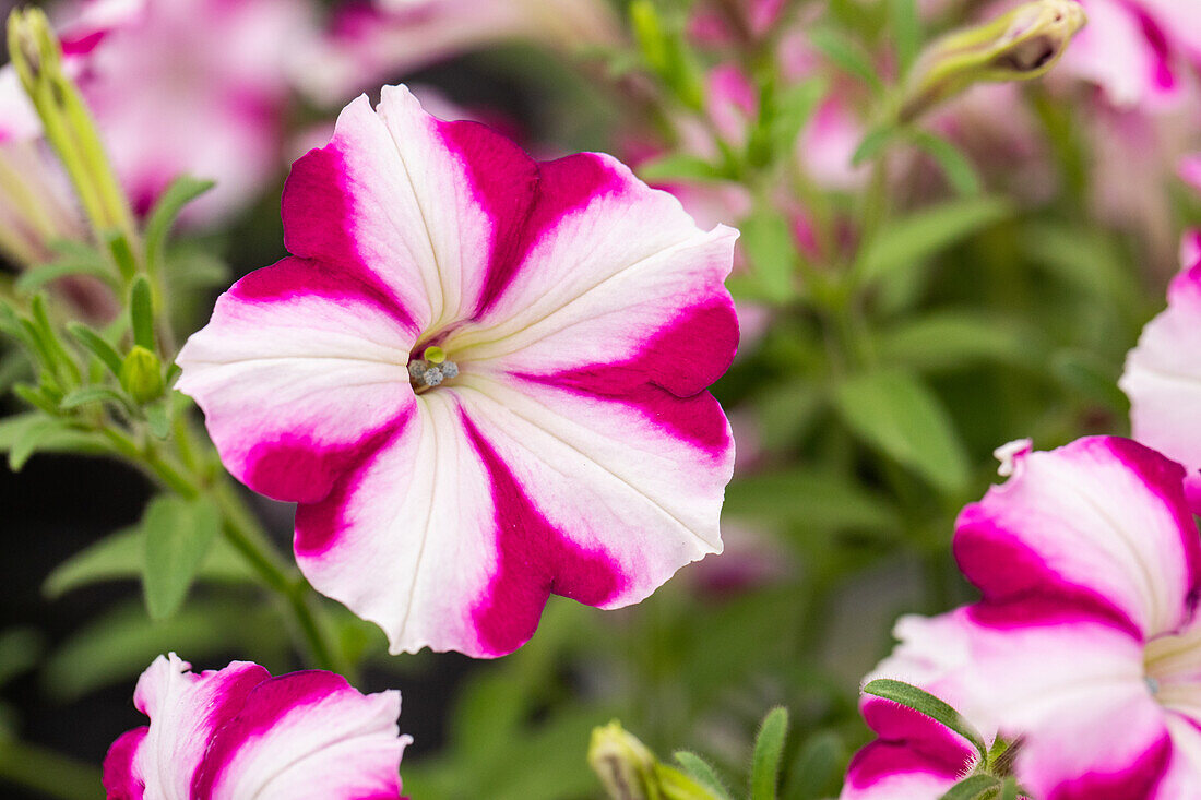 Petunia cultivars Bonnie Sel® ''Carmine Star''