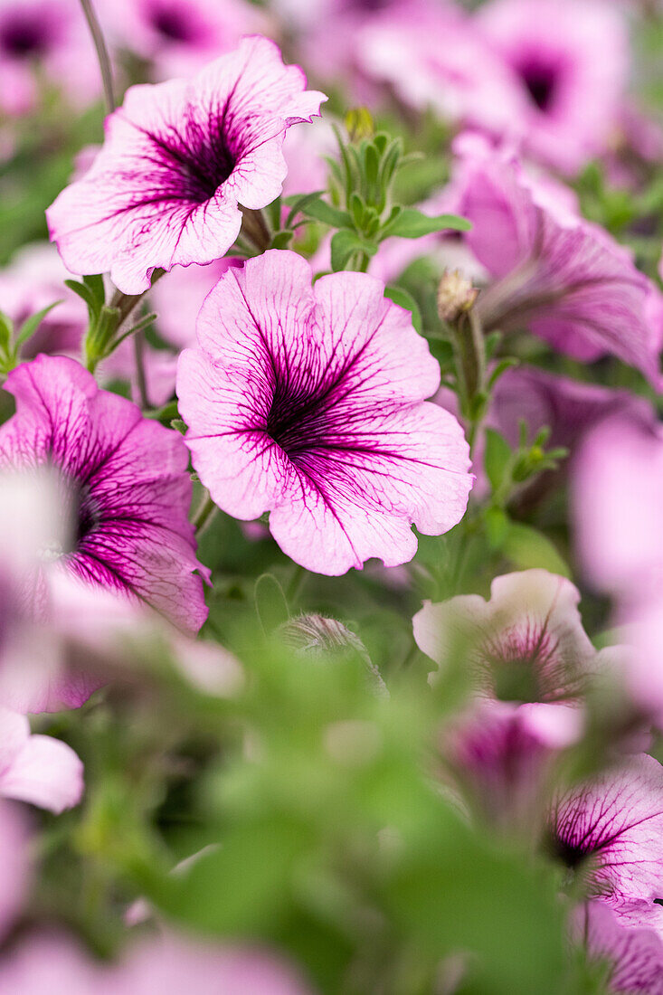 Petunia cultivars Bonnie Sel® ''Lavender Star '18''