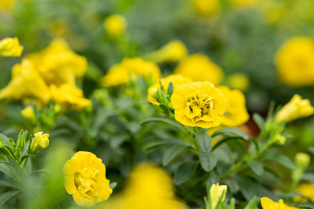 Calibrachoa cultivars MiniFamous® Neo Double Sel® ''Yellow''