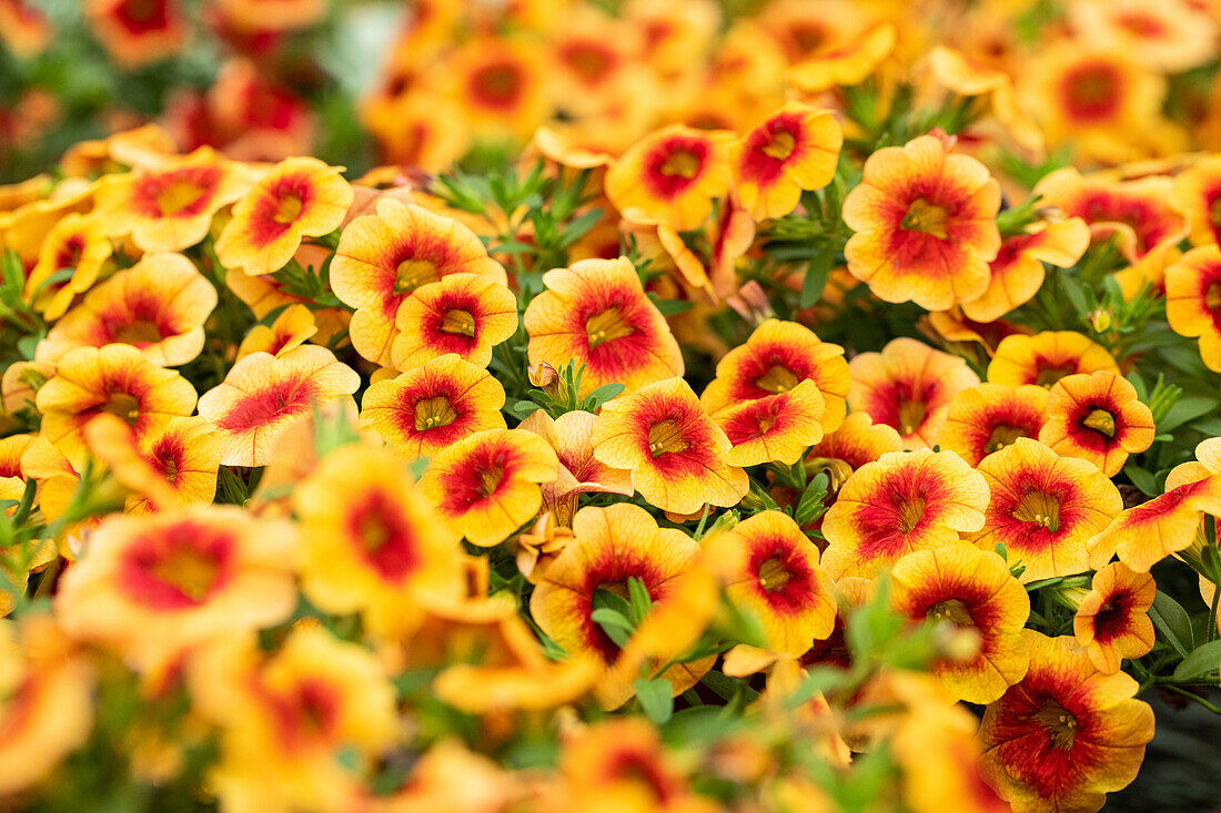 Calibrachoa MiniFamous® Neo 'Orange + Red Eye' cultivars
