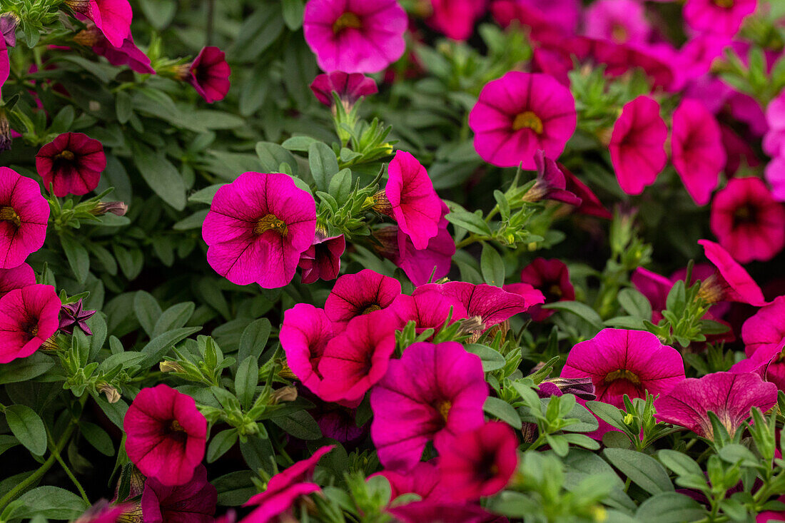 Calibrachoa MiniFamous® Neo 'Purple' cultivars