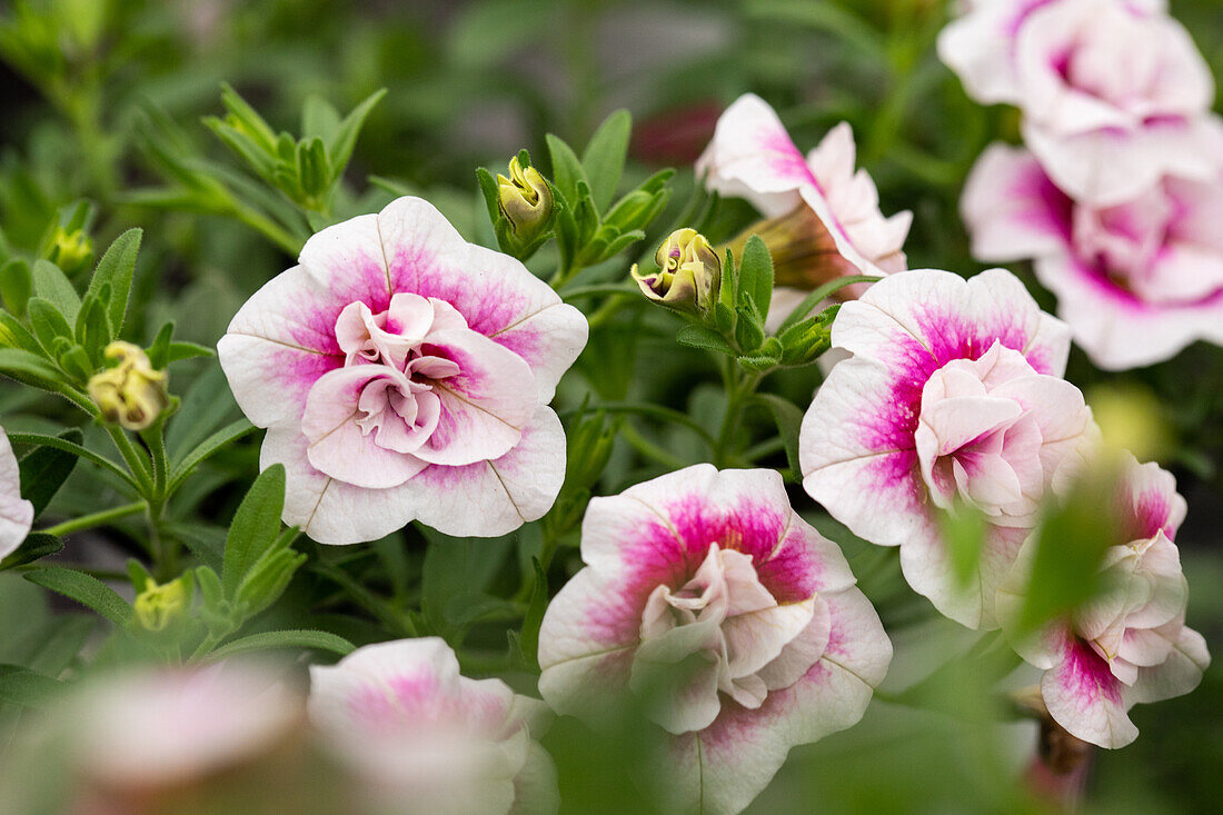 Calibrachoa MiniFamous® Uno Double 'PinkTastik'®