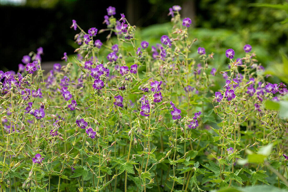 Geranium pratense 'Mrs. Kendall Clark'