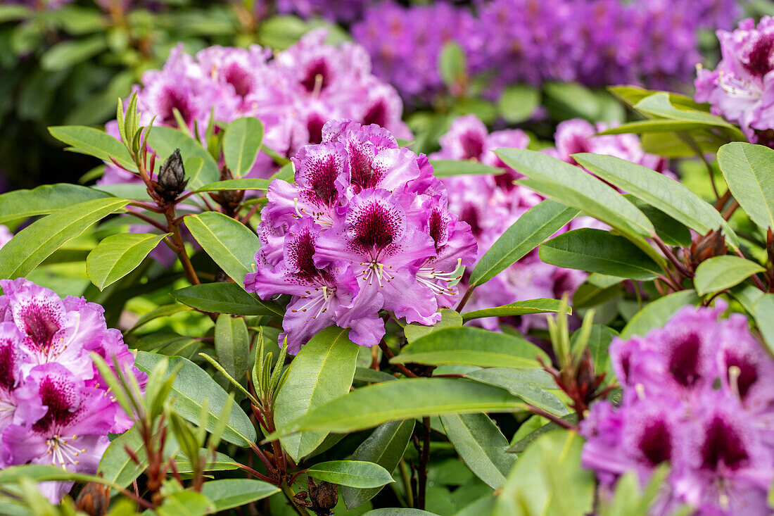 Rhododendron 'Pfauenauge'®