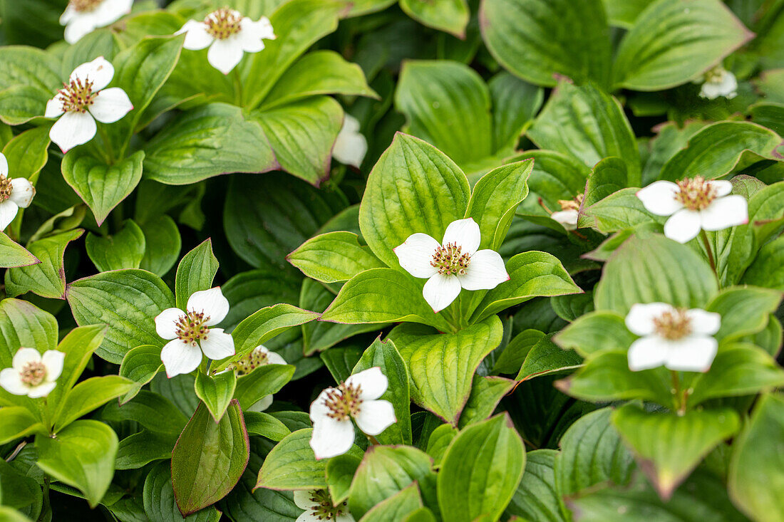 Cornus canadensis