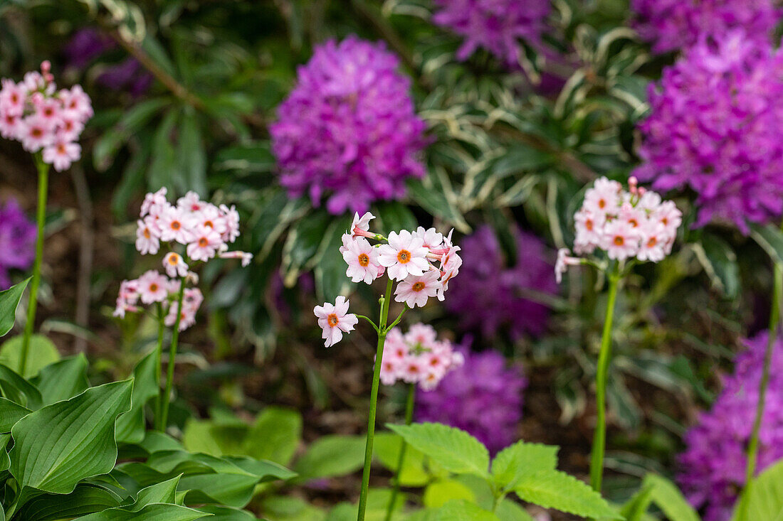 Primula japonica Appleblossom