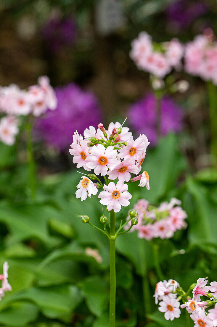 Primula japonica 'Appleblossom'