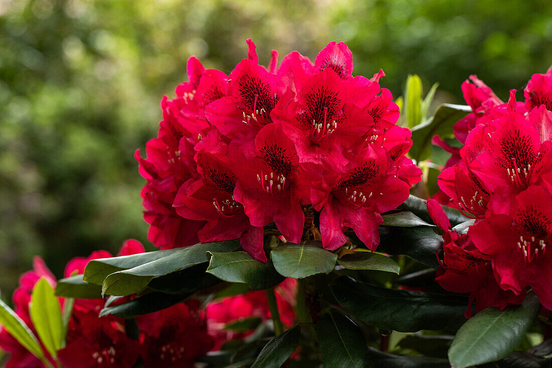 Rhododendron 'Aeschbacher´s Rubin'