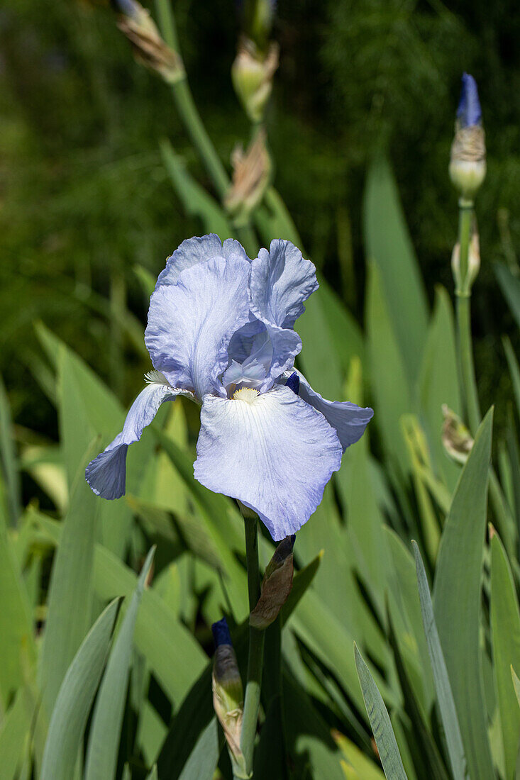 Iris x germanica 'Jane Phillips'