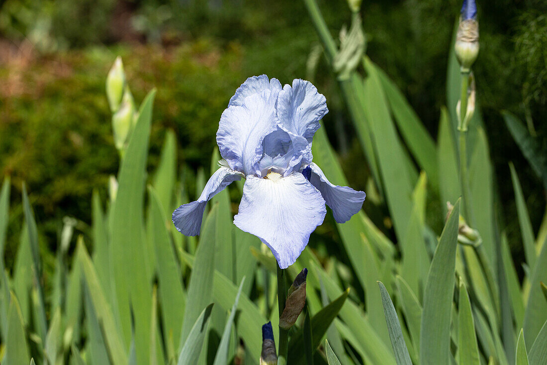 Iris x germanica 'Jane Phillips'