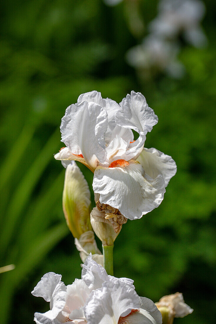 Iris