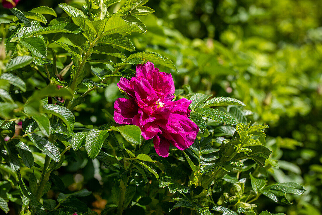 Rosa rugosa 'Roseraie de l´Hay'