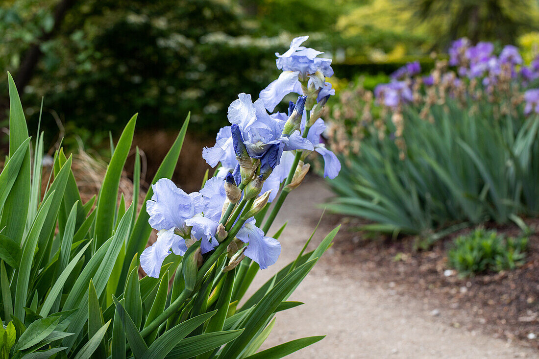 Iris x germanica, light blue