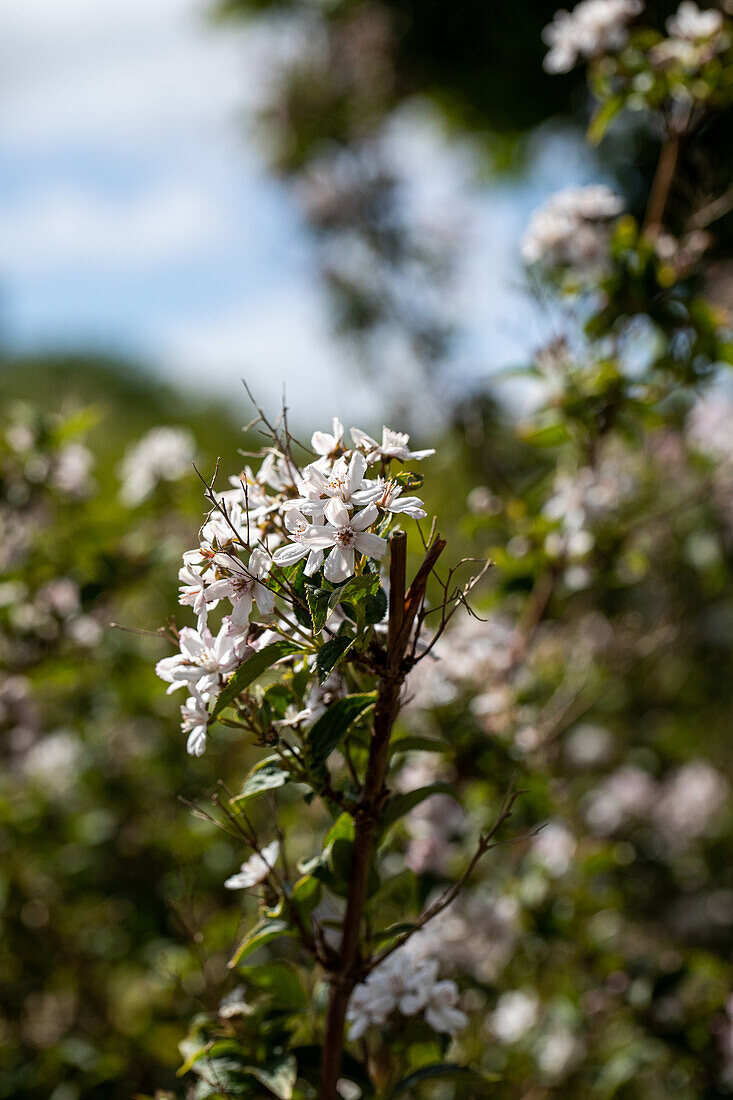 Epimedium grandiflorum 'Lilafee