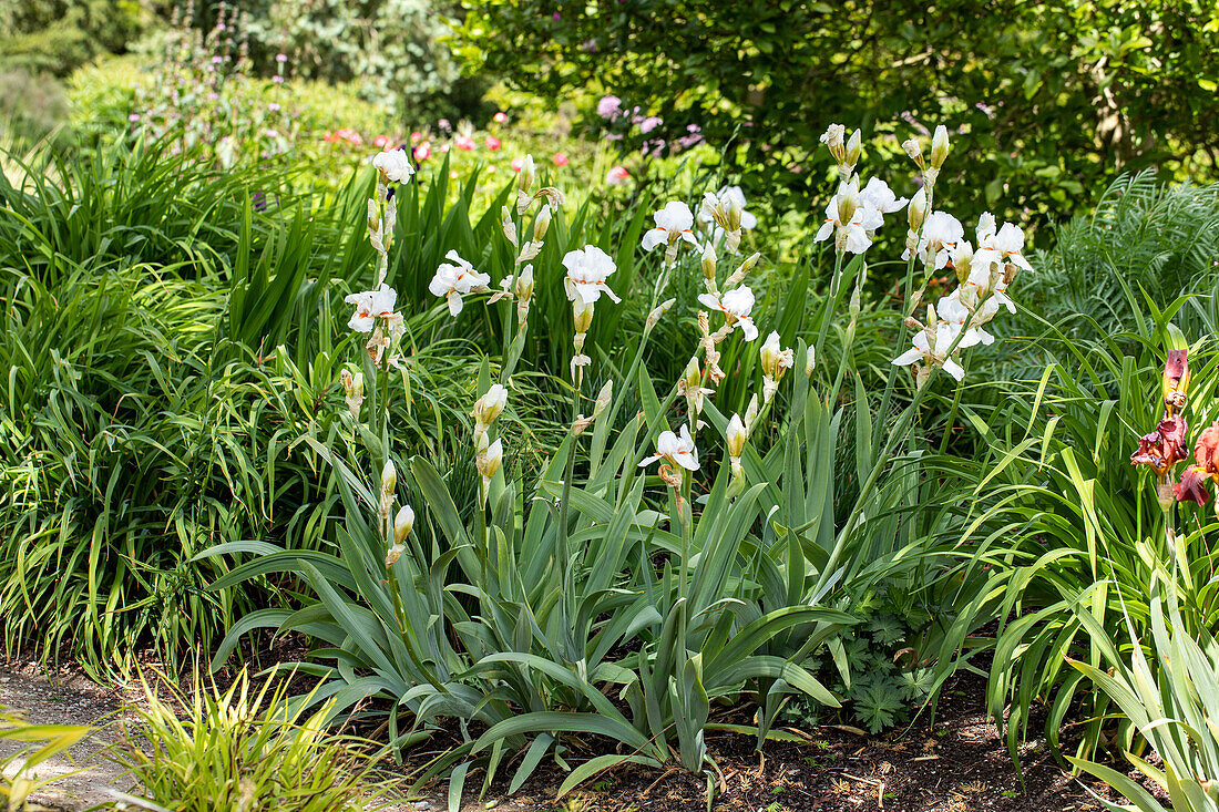 Iris x germanica, white