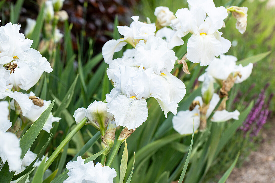 Iris x germanica, weiß