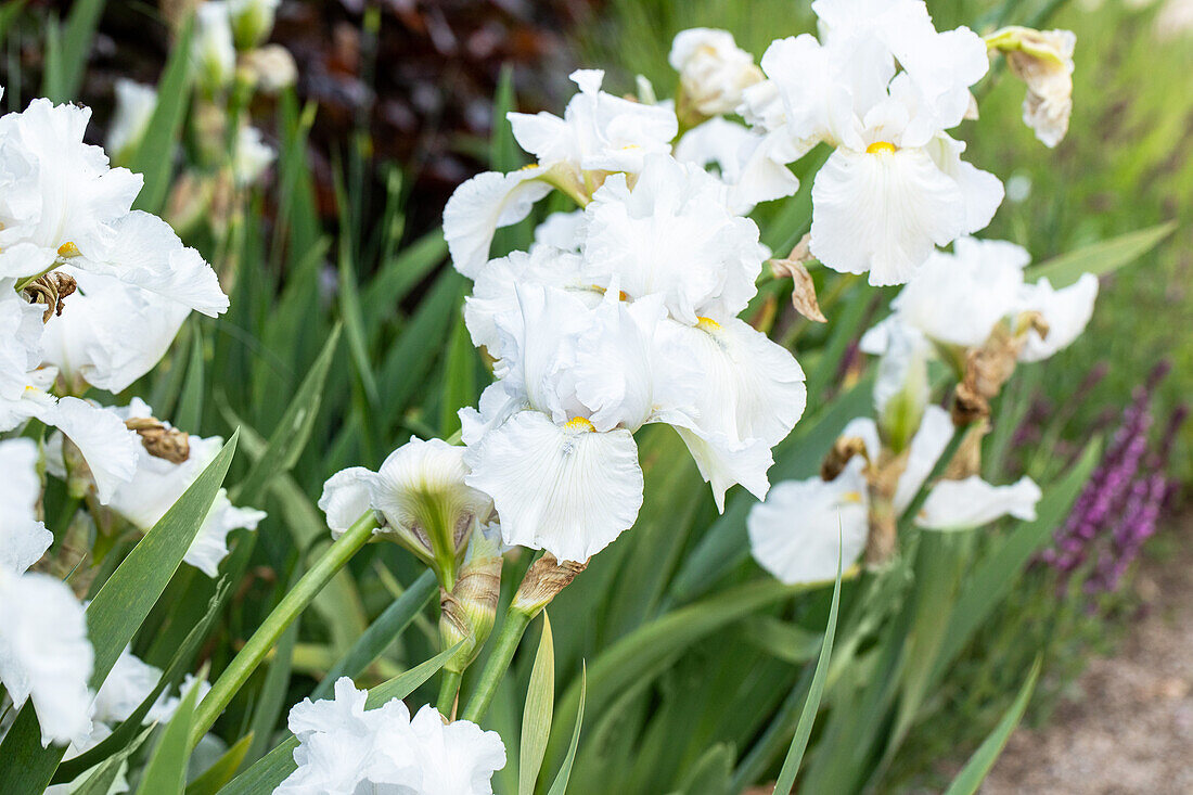 Iris x germanica, white