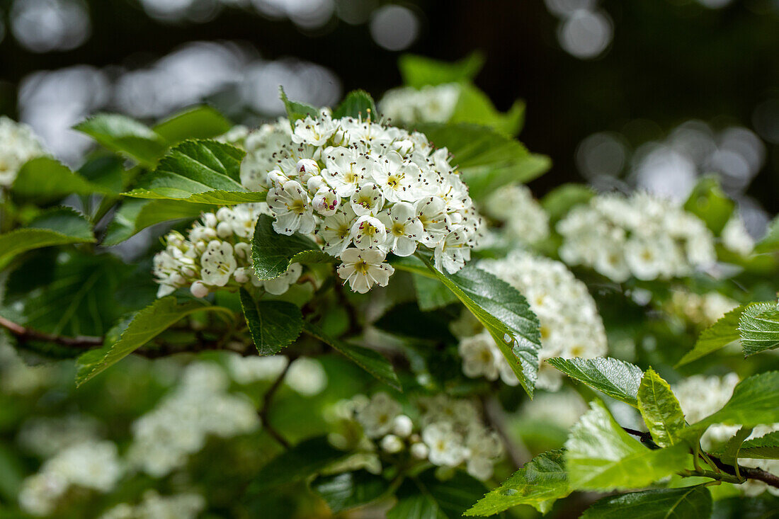 Crataegus lavallei 'Carrierei