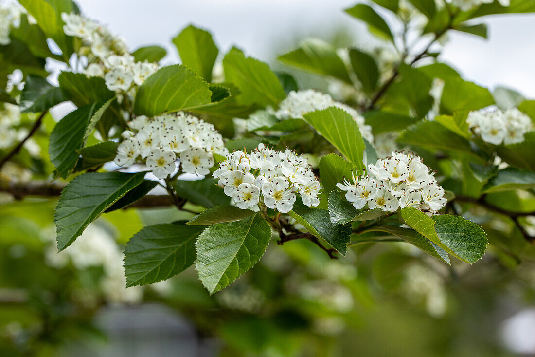 Crataegus lavallei Carrierei