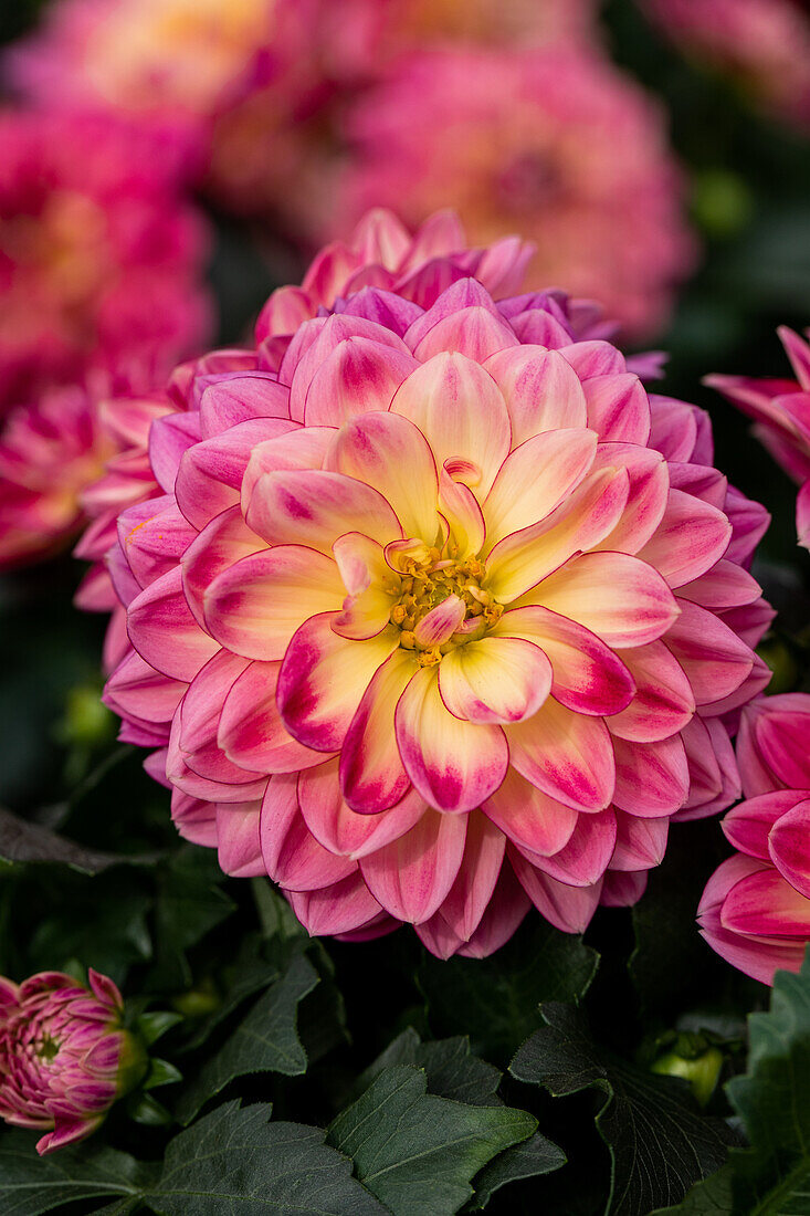 Dahlia DALAYA® Midi 'Malta'