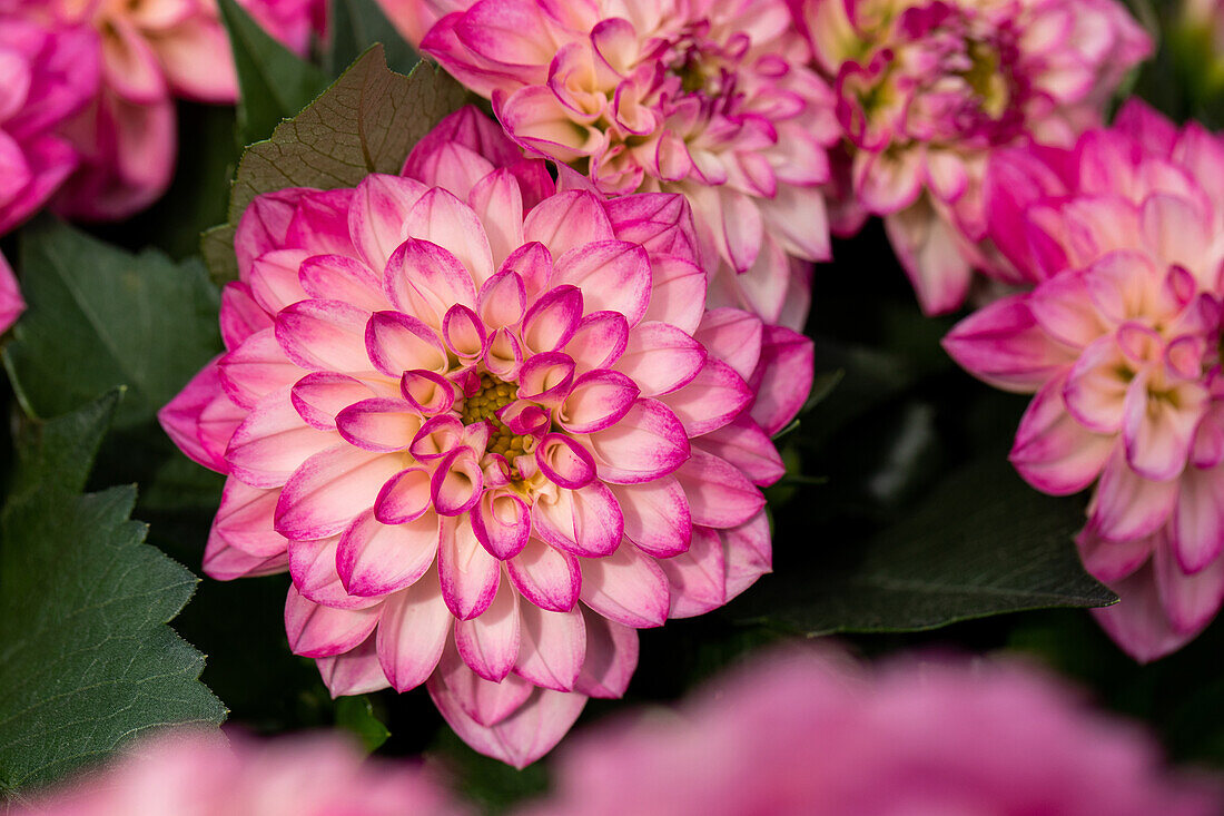 Dahlia cultivars Dalina® Midi ''Ibiza''