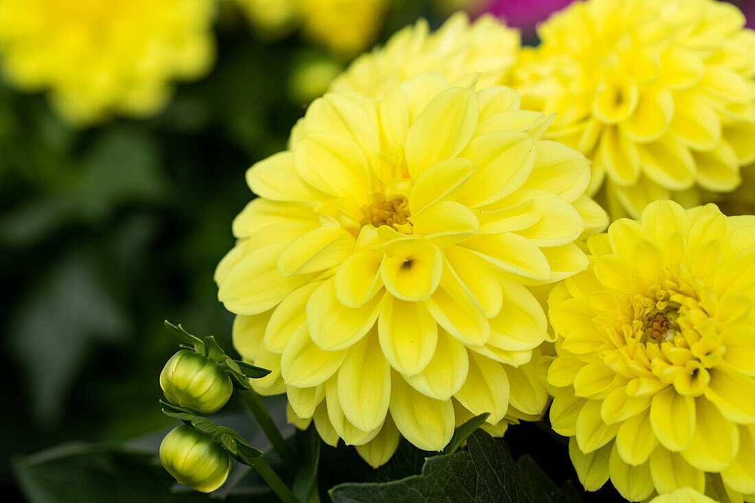 Dahlia cultivars Dalina® Midi ''Corsica''